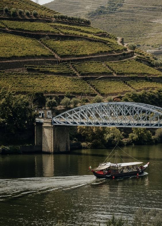 The Douro Wine Collector by Signature